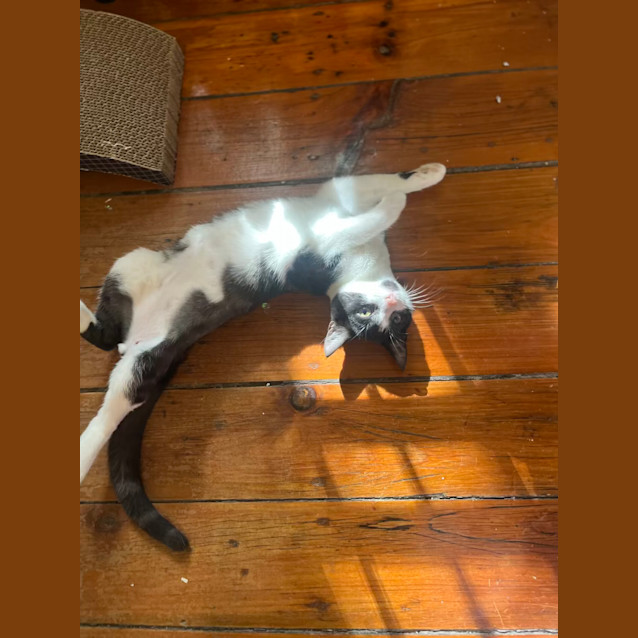Photo of Milo *Pending Adoption*