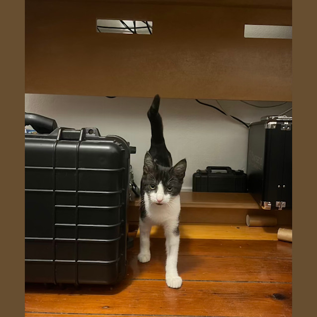 Photo of Milo *Pending Adoption*