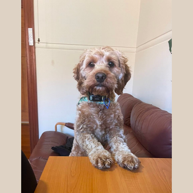 Photo of Ronnie   1 Year Old Cavoodle (Trial)