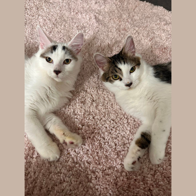 Photo of Ragu & Sanga