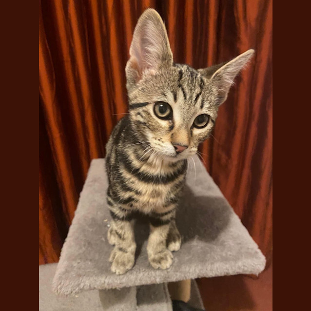 Photo of Miko