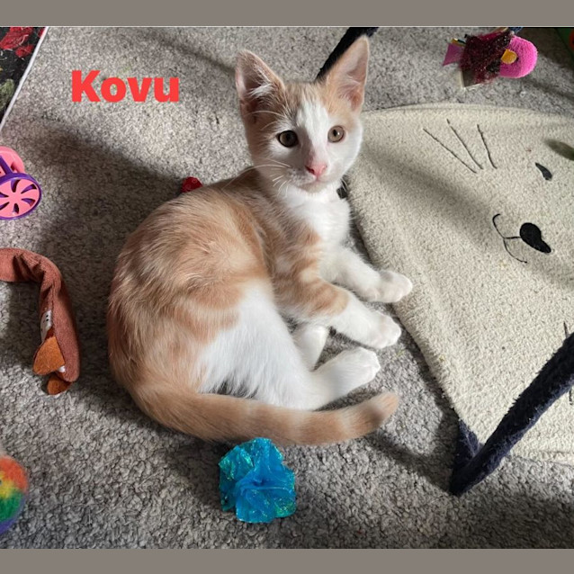 Photo of Kiara **2nd Chance Cat Rescue**