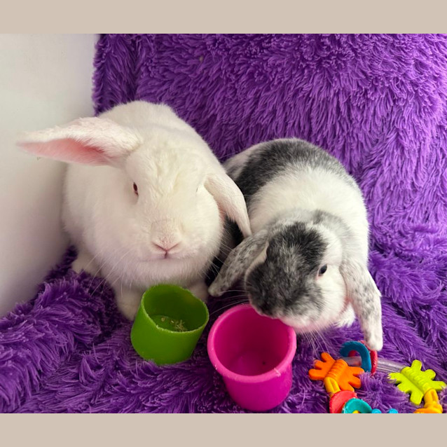 Photo of Aurora & Ariel