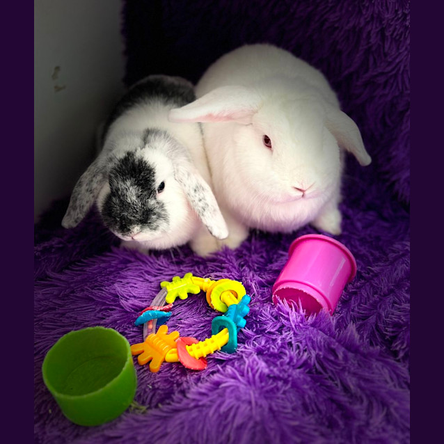 Photo of Aurora & Ariel