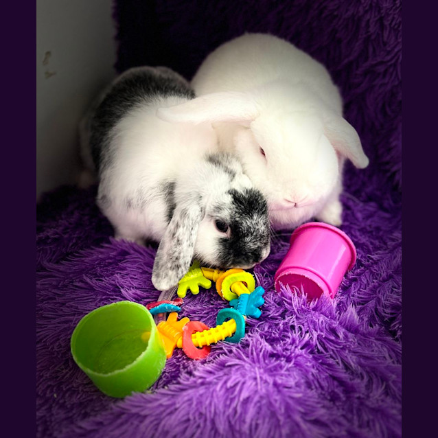 Photo of Aurora & Ariel