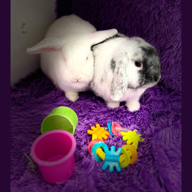 Photo of Aurora & Ariel