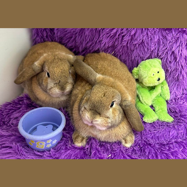 Photo of Britney & Charlie