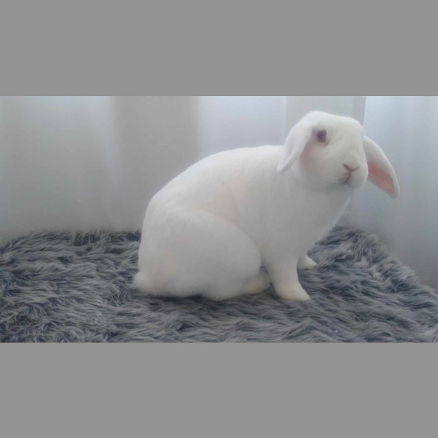 Photo of Jasmine & Belle