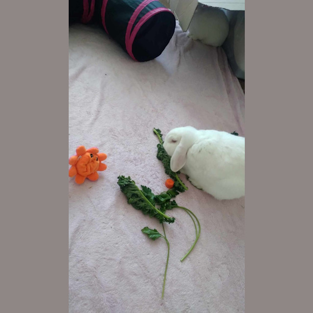 Photo of Jasmine & Belle