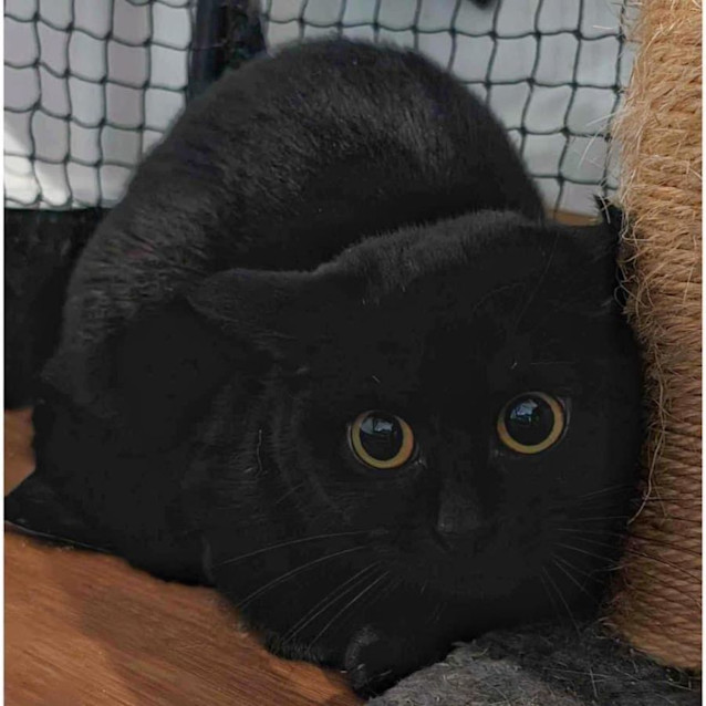 Photo of 8542   Mumma Bear