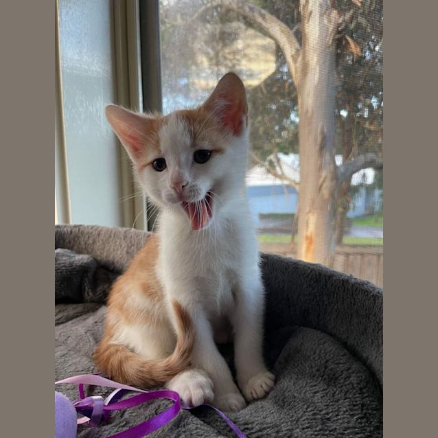 Photo of Kevin   Located In Kew