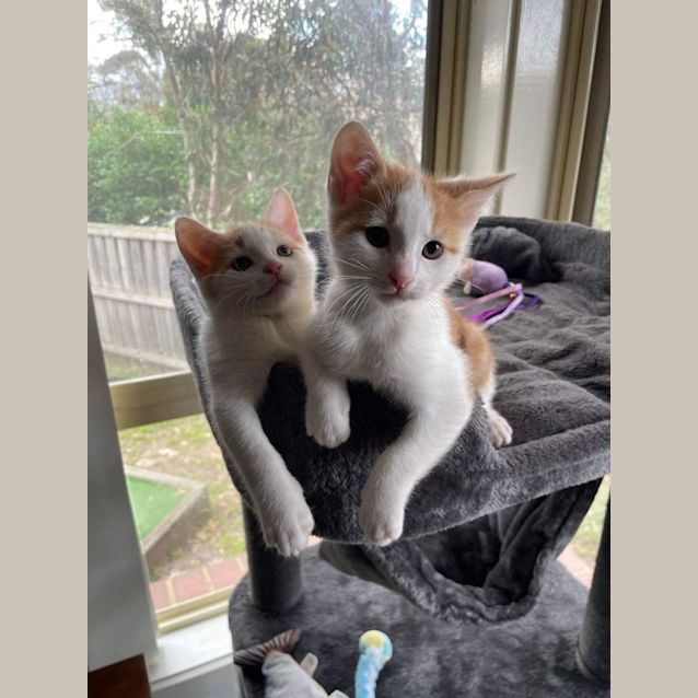 Photo of Kevin   Located In Kew