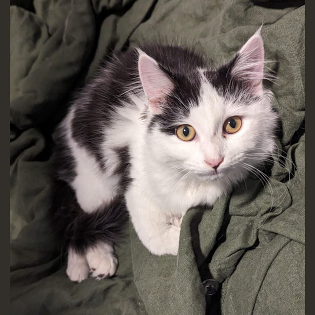 Photo of Pippa   Located In Glenroy