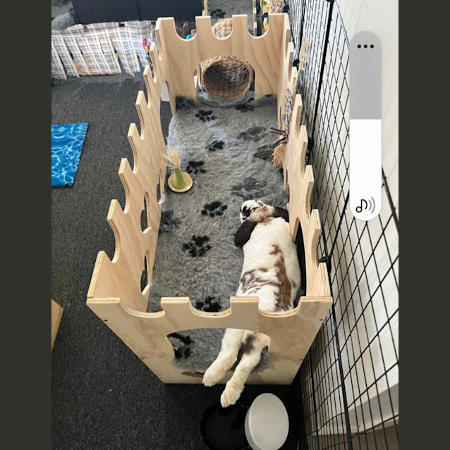 Photo of Tulip Connie