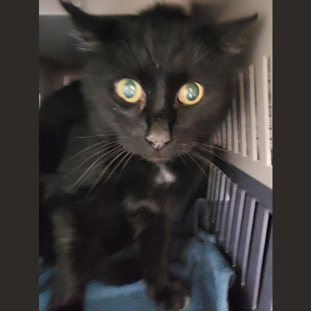 Photo of Midnight