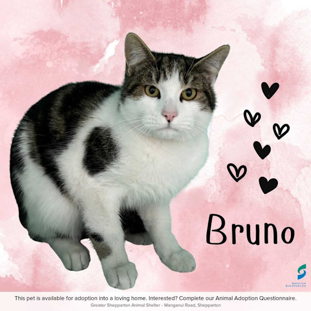Photo of Bruno