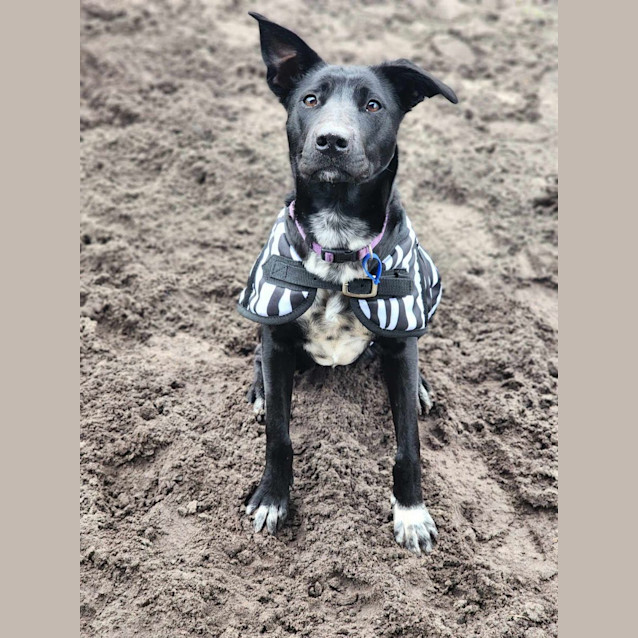 Photo of Zara   9 Month Old Kelpie X (Trial)