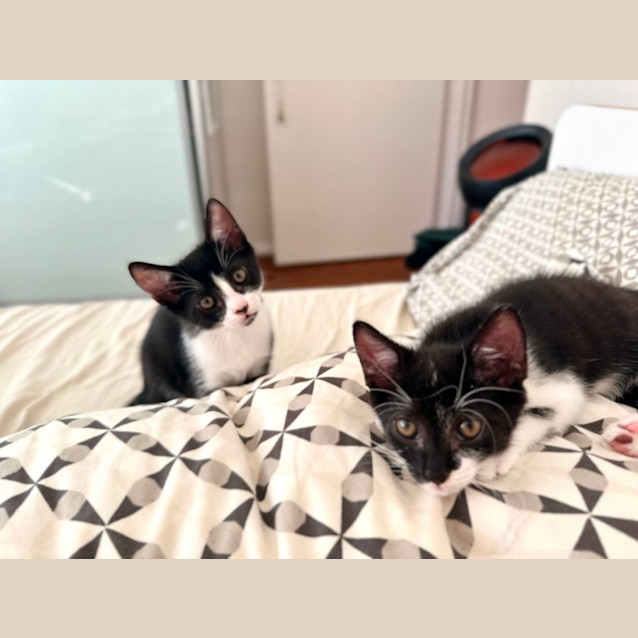 Photo of Rollo & Ragnar