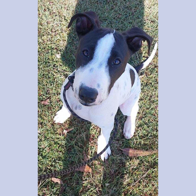 Photo of Odin