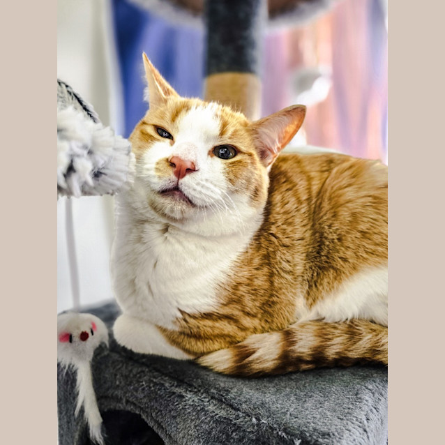 Photo of The Ginger Potato