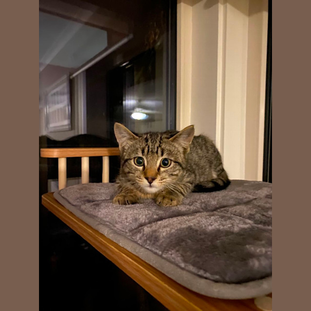 Photo of Stitch  Meet Me At Pet Stock Dandenong