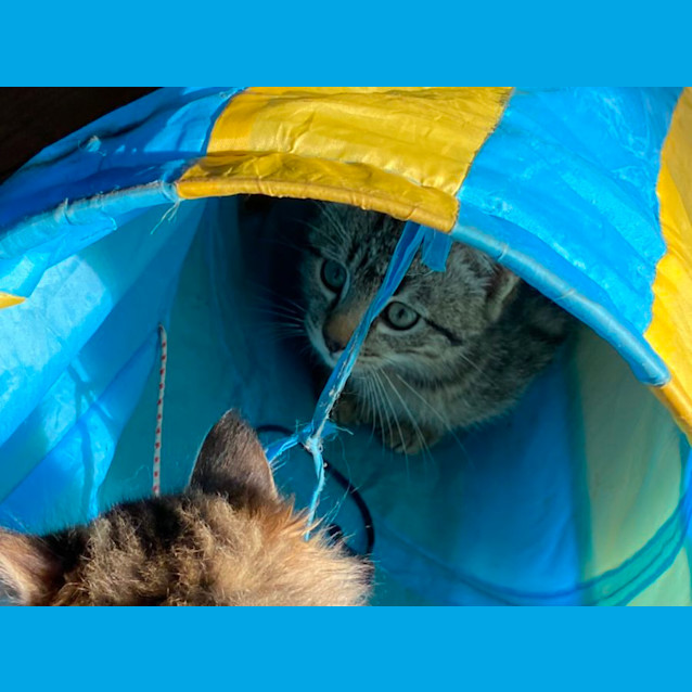 Photo of Stitch  Meet Me At Pet Stock Dandenong