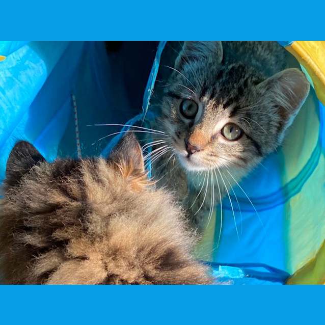 Photo of Stitch  Meet Me At Pet Stock Dandenong