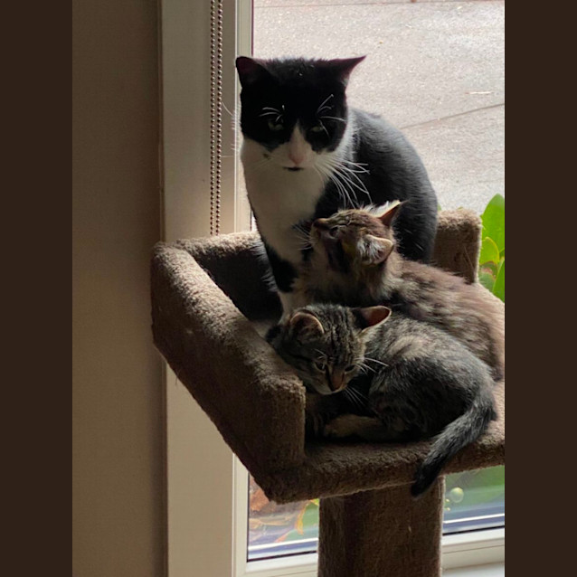 Photo of Stitch  Meet Me At Pet Stock Dandenong