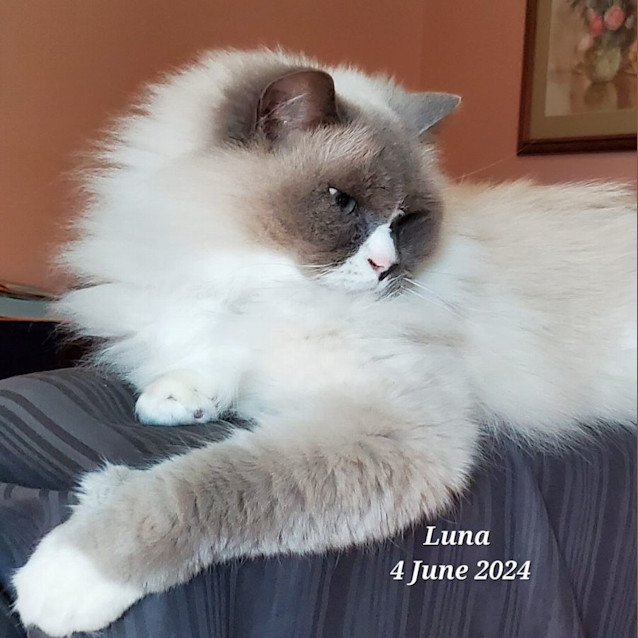 Photo of Princess Luna 