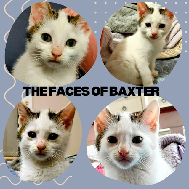 Photo of Baxter