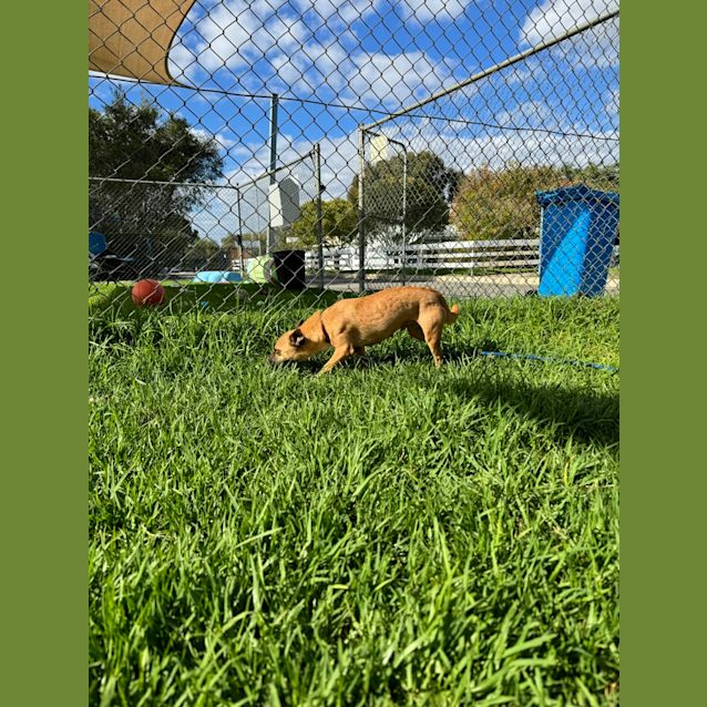 Photo of Tippi