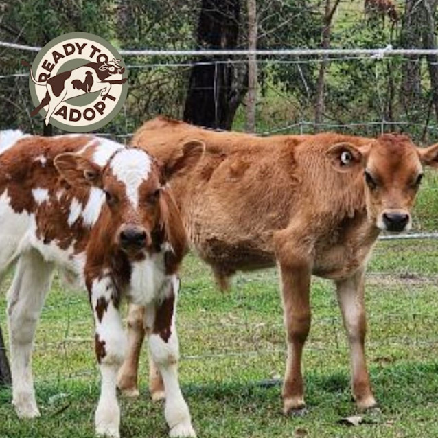 Photo of Larry And Curly