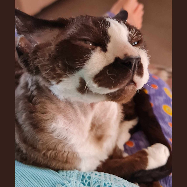 Photo of Riley   In Foster