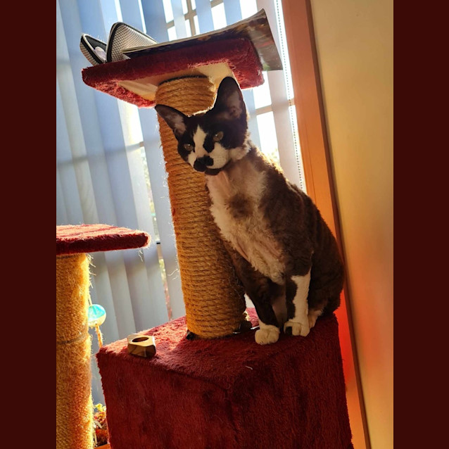 Photo of Riley   In Foster