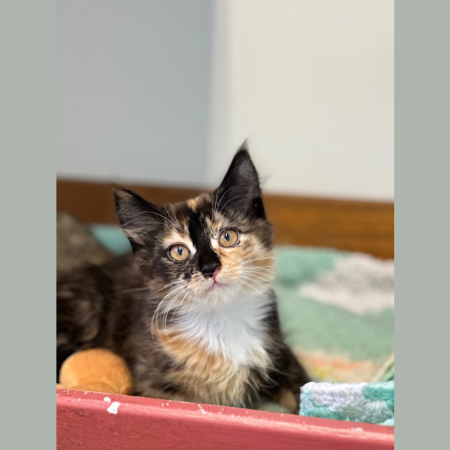 Photo of Mia