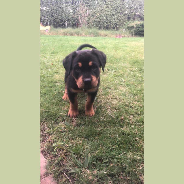 Photo of Maisey