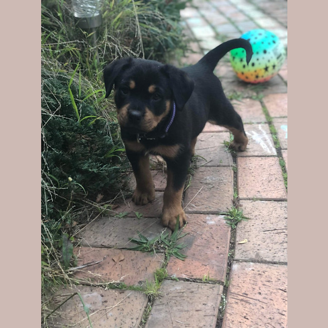 Photo of Maisey