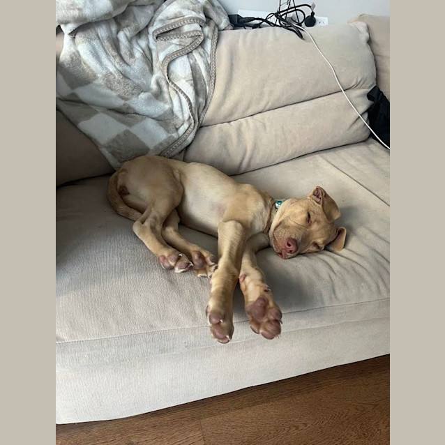 Photo of Lucy