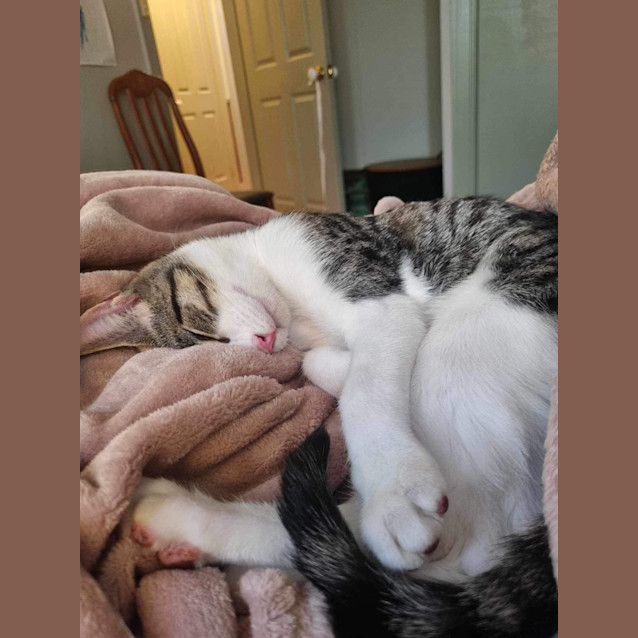 Photo of Linus (Cheddar)