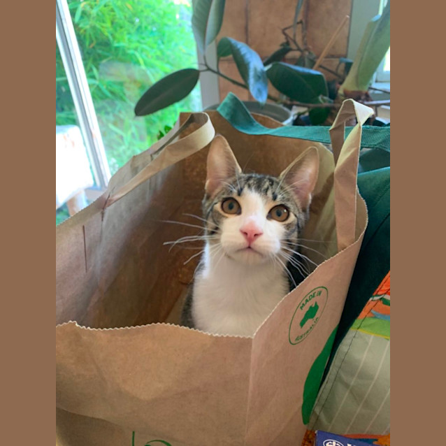 Photo of Linus (Cheddar)