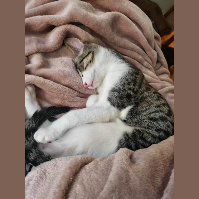 Photo of Linus (Cheddar)