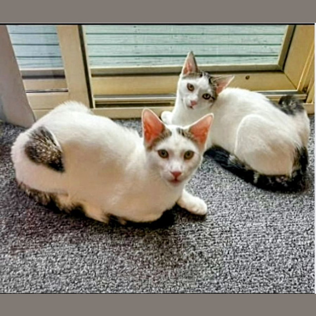 Photo of Lincoln And Mango