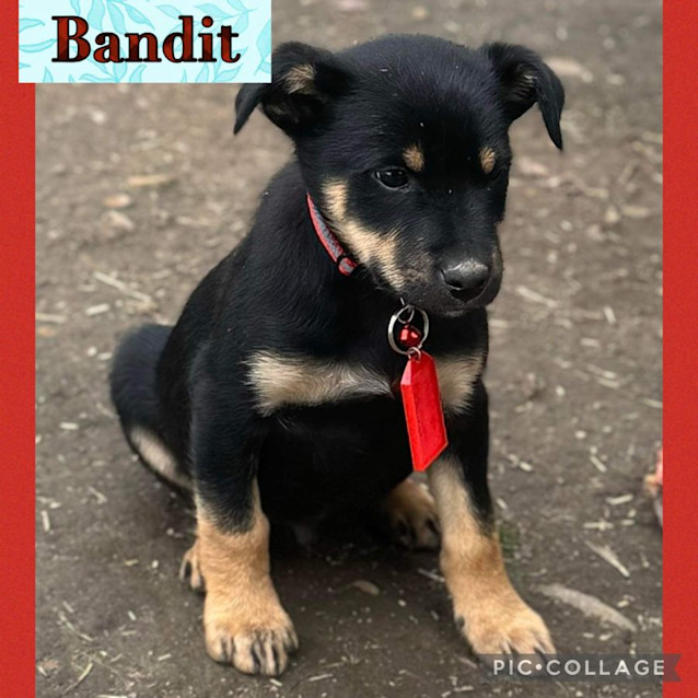 Photo of Bandit