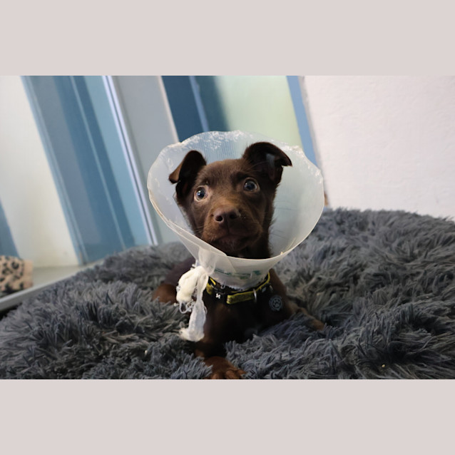Photo of Chancey