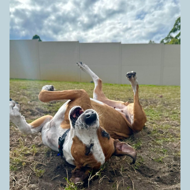 Photo of Bella   5 Year Old Staffy X 