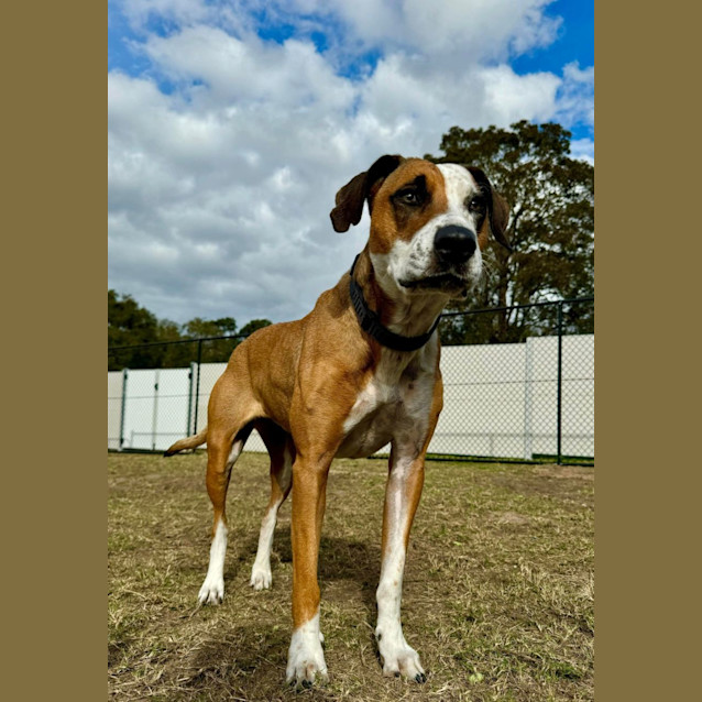 Photo of Bella   5 Year Old Staffy X 