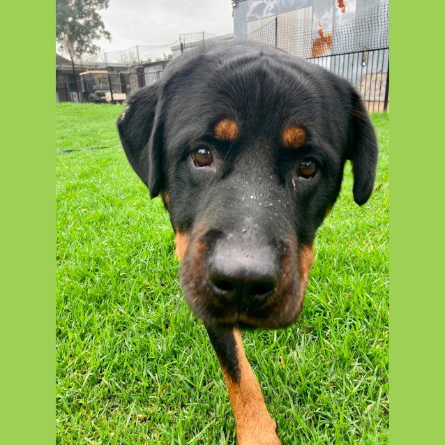 Photo of Romeo