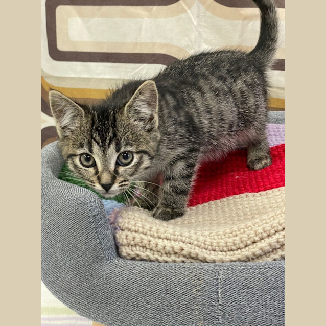 Photo of Taco