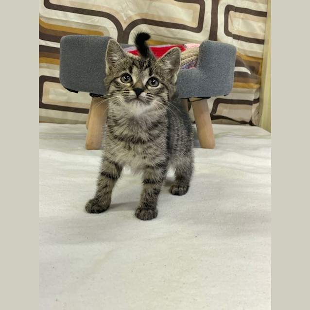 Photo of Taco