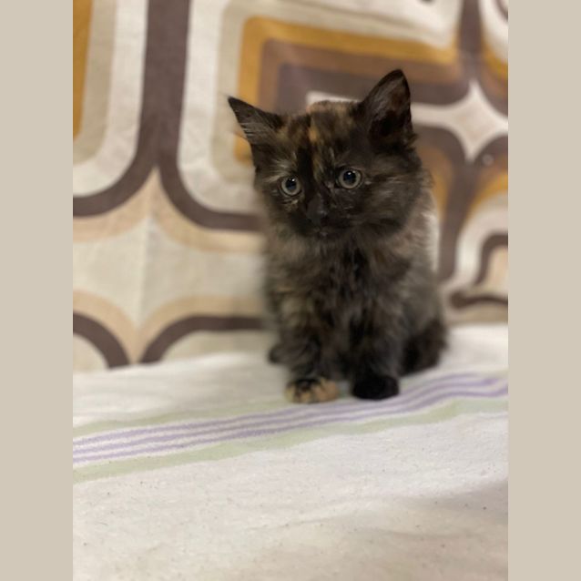 Photo of Tortilla